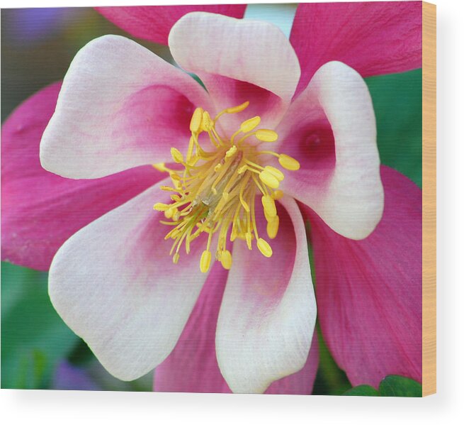 Columbine Wood Print featuring the photograph Columbine Flower 1 by Amy Fose