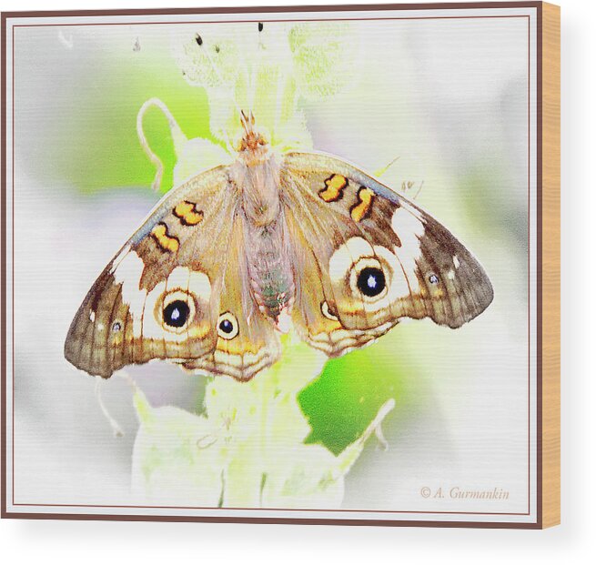 Taxonomy Wood Print featuring the photograph Common Buckeye Butterfly, Junonia coenia #1 by A Macarthur Gurmankin