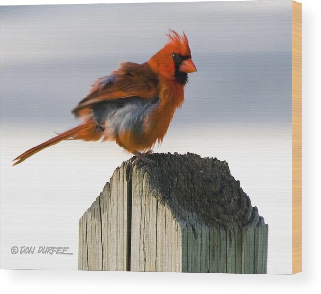 Cardinal Wood Print featuring the photograph Fluffing #1 by Don Durfee