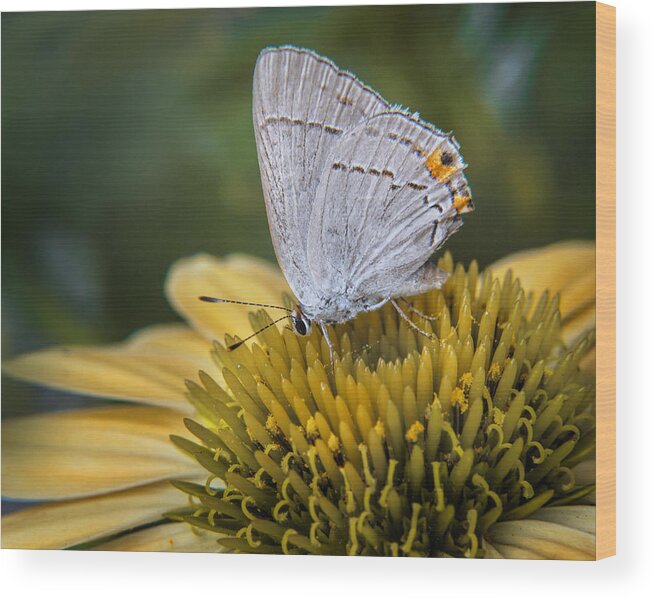 Bloom Wood Print featuring the photograph Gray Hairstreak Butterfly #1 by David and Carol Kelly