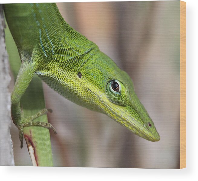 Green Anole Wood Print featuring the photograph Green Beauty #1 by Doris Potter