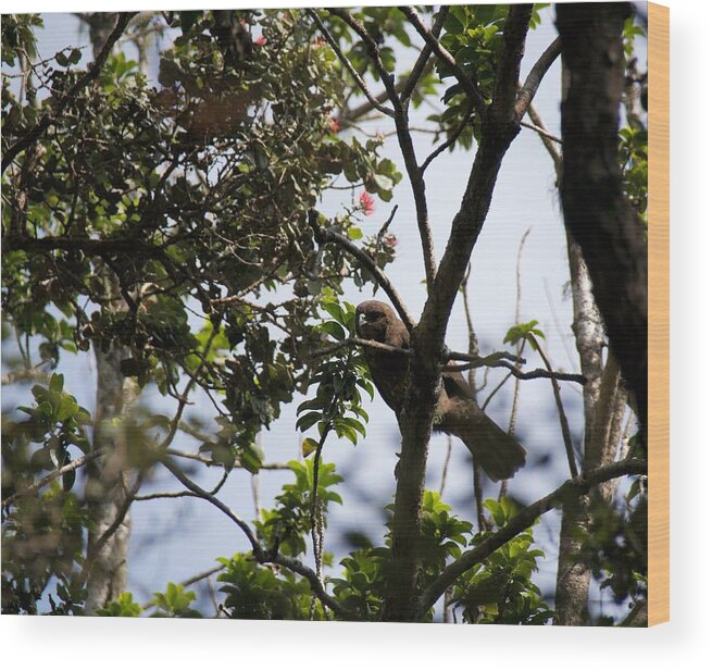 Birds Wood Print featuring the photograph Young Hawaiian Hawk by Lehua Pekelo-Stearns