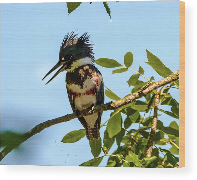 Kingfisher Wood Print featuring the photograph Kingfisher #1 by Jerry Cahill