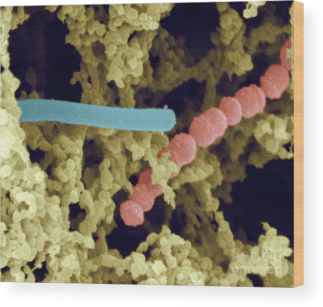 Yogurt Bacteria Wood Print featuring the photograph Lactic Acid Bacteria #1 by Scimat