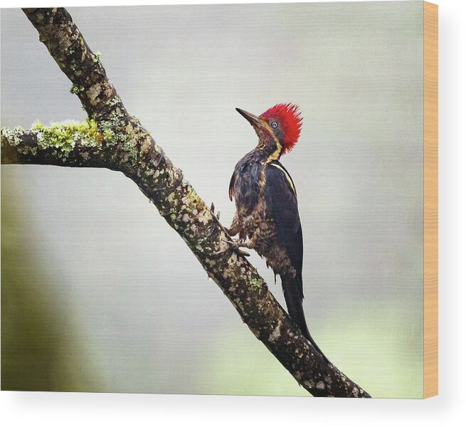 Alcazares Wood Print featuring the photograph Lineated Woodpecker Alcazares Manizales Colombia #1 by Adam Rainoff