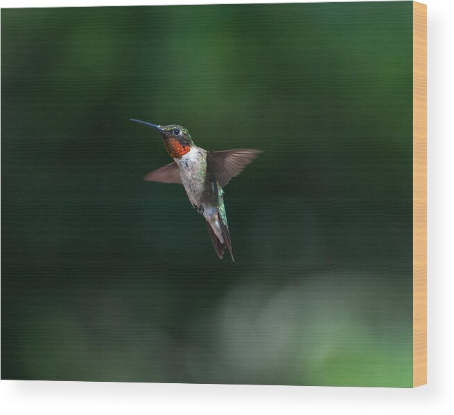 Hummers Wood Print featuring the photograph Male Ruby Throated Hummingbird #1 by Brenda Jacobs