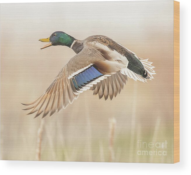 Duck Wood Print featuring the photograph Mallard on the Wing #1 by Dennis Hammer