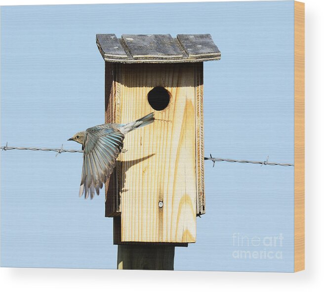 Bird Wood Print featuring the photograph Mountain Bluebird #10 by Dennis Hammer
