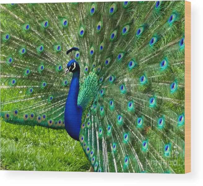 Peacock Wood Print featuring the photograph Mr. Peacock #1 by Mindy Bench