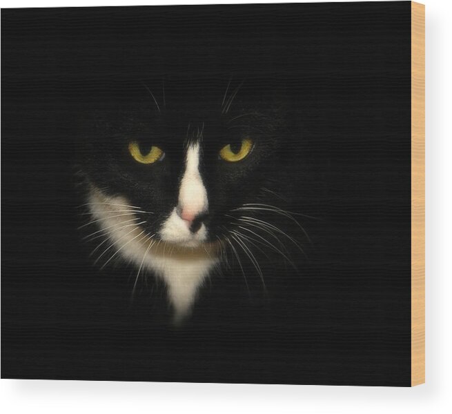 Cat Wood Print featuring the photograph Oreo by Angie Tirado