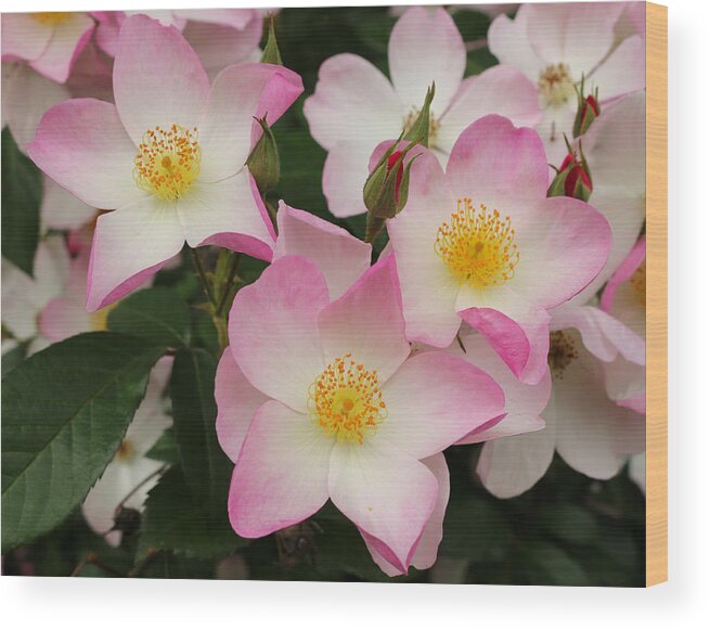 Dreamer By Design Photography Wood Print featuring the photograph Pink #1 by Kami McKeon