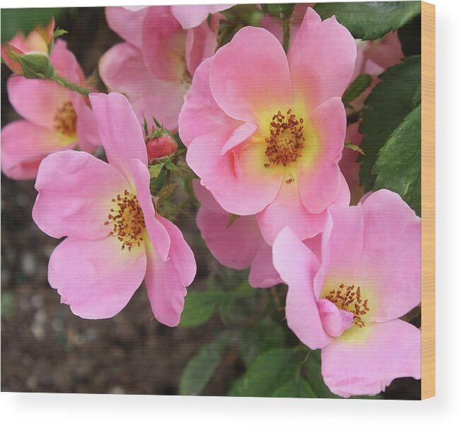 Rose Wood Print featuring the photograph Pink Knockout Roses #1 by Ellen Tully