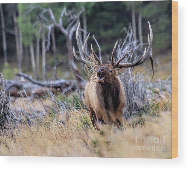 Elk Wood Print featuring the photograph Raging Bull by Jim Garrison