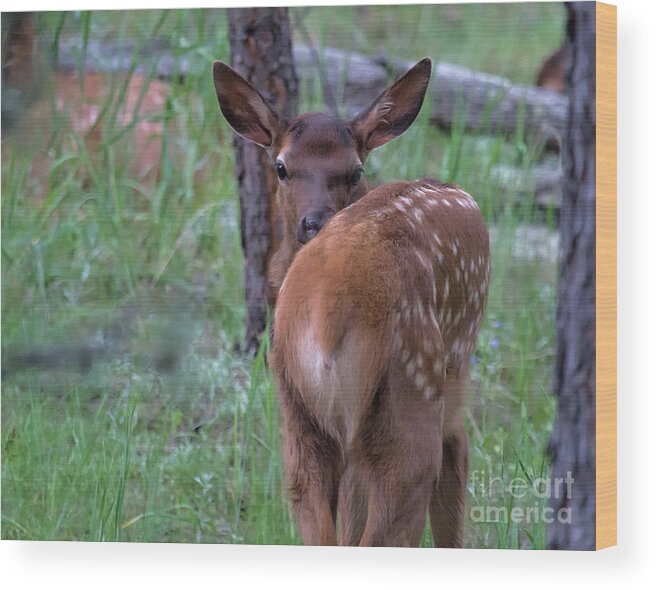 Baby Elk Wood Print featuring the photograph Rubber Necking by Jim Garrison