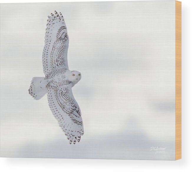 Owl Wood Print featuring the photograph Snowy flyby #1 by Don Anderson