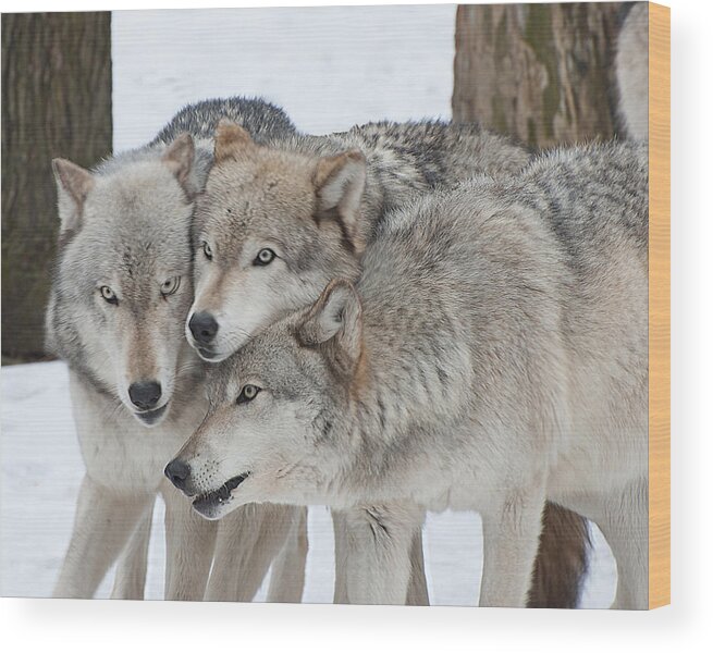 Wolf Wood Print featuring the photograph Three Wolves Are A Crowd #1 by Gary Slawsky