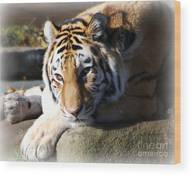 Tiger Wood Print featuring the photograph Tiger at Cleveland Zoo #1 by Lila Fisher-Wenzel