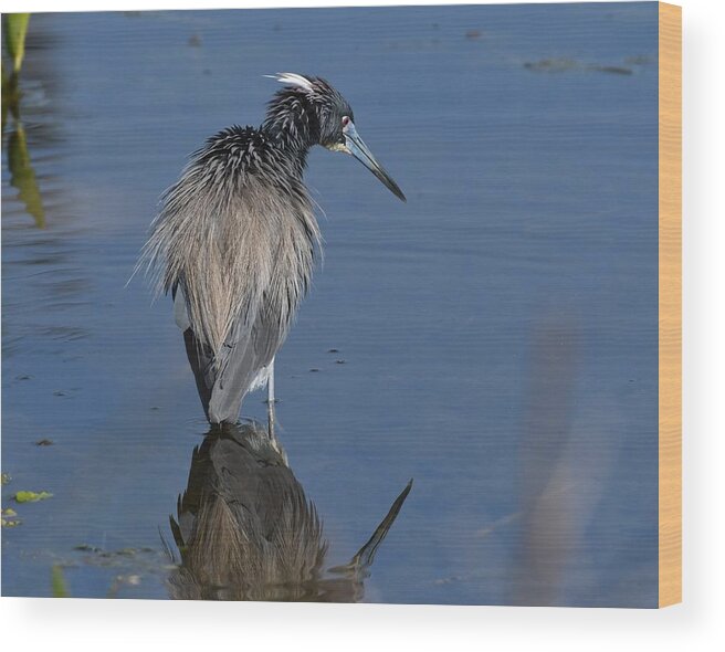 Tricolored Heron Wood Print featuring the photograph Tricolored Heron #1 by David Campione