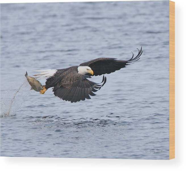 Nature Wood Print featuring the photograph Up Up and Away #1 by Gerry Sibell