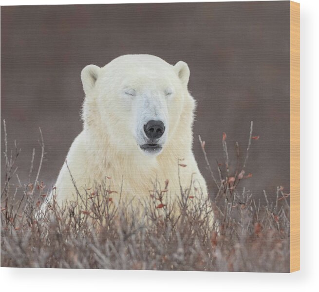 Polar Bear Wood Print featuring the photograph Zen Bear #1 by Jack Bell