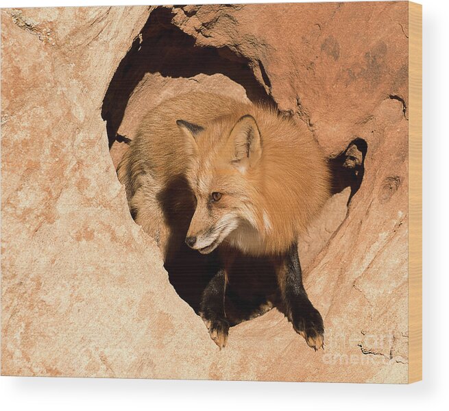 Mammal Wood Print featuring the photograph Red Tailed Fox #12 by Dennis Hammer