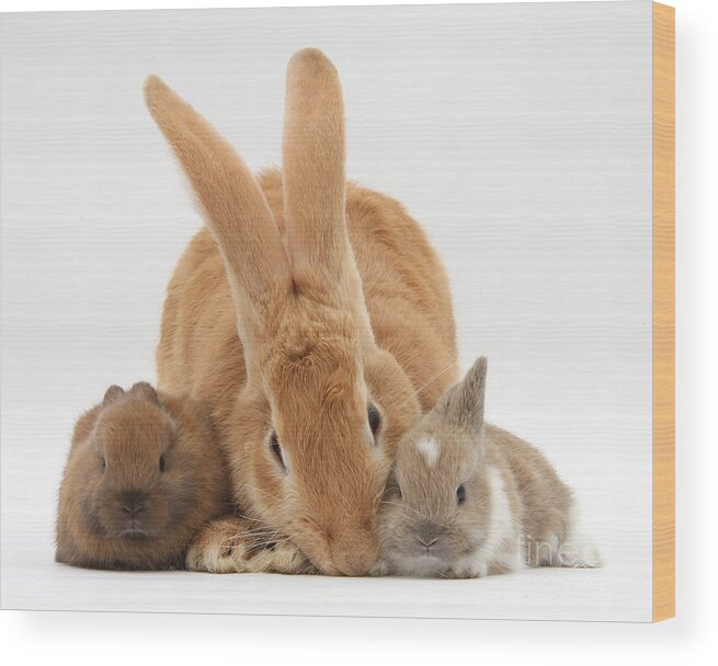 Nature Wood Print featuring the photograph Rabbits #11 by Mark Taylor