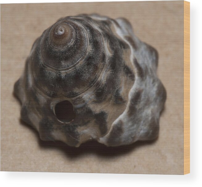 Sea Shell Wood Print featuring the photograph Sea shell #11 by Masami Iida