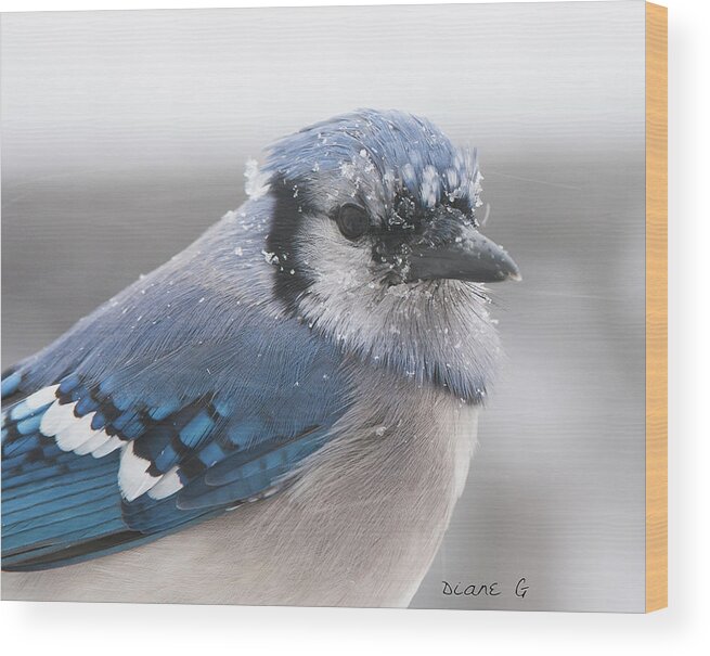 Blue Jay In A Blizzard Wood Print featuring the photograph Blue Jay in a blizzard #2 by Diane Giurco