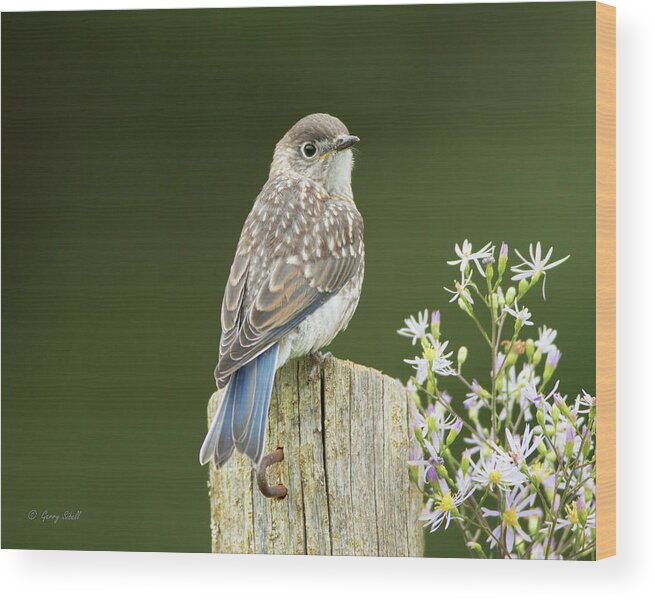 Nature Wood Print featuring the photograph Looking For Mom #2 by Gerry Sibell