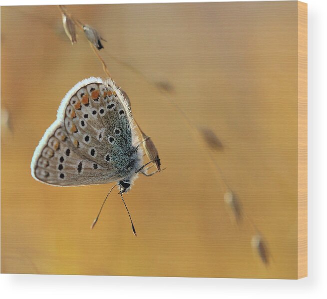 European Common Blue Butterfly Wood Print featuring the photograph Resting #2 by Doris Potter