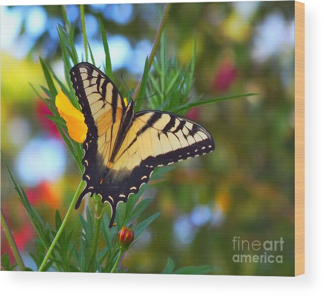 Yellow-tiger Swallowtail-butterfly-butterflies-macro-insect-insects Wood Print featuring the photograph Swallowtail Butterfly #2 by Scott Cameron