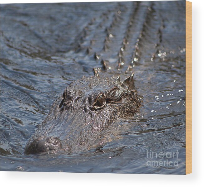 Alligator Wood Print featuring the photograph Swimming Alligator #2 by Kimberly Blom-Roemer