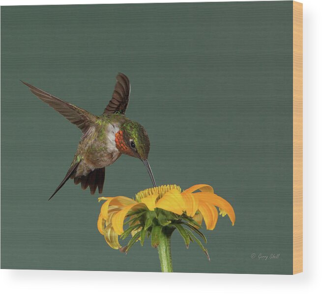 Nature Wood Print featuring the photograph Yummy #3 by Gerry Sibell