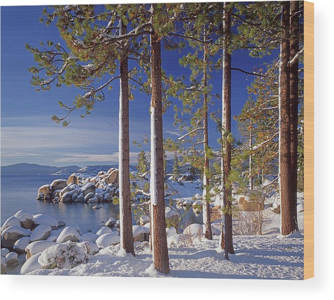 Snow On Tree Sides Wood Print featuring the photograph 211257 Snow on Tree sides Lake Tahoe by Ed Cooper Photography