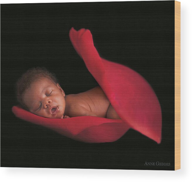 Rose Wood Print featuring the photograph Amaya in a Rose Petal by Anne Geddes