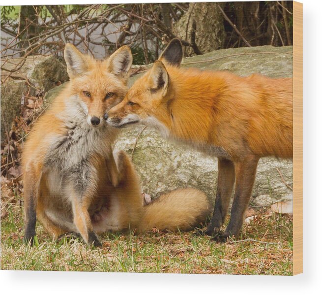 Brian Caldwell Wood Print featuring the photograph Foxes in Love #3 by Brian Caldwell