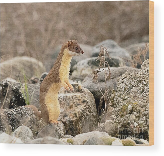 Mammal Wood Print featuring the photograph Long Tailed Weasel #15 by Dennis Hammer