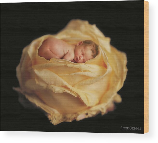 Rose Wood Print featuring the photograph Garden Rose by Anne Geddes