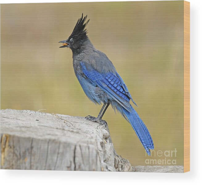 Bird Wood Print featuring the photograph Stellers Jay #6 by Dennis Hammer