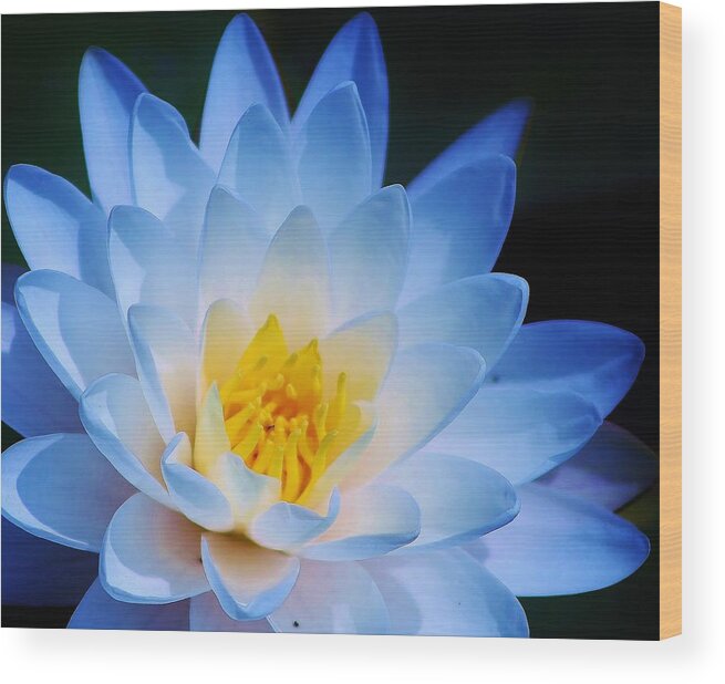 Water Lily Wood Print featuring the photograph Natures Beauty #7 by Bruce Bley