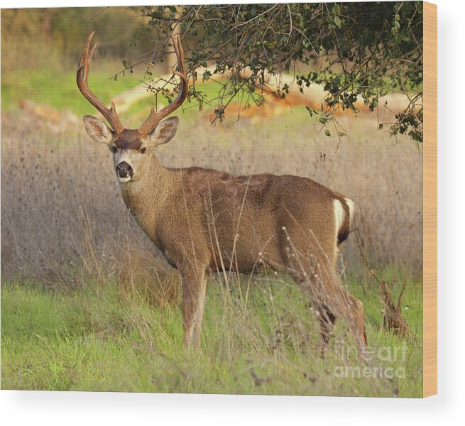 Black-tailed Deer Wood Print featuring the photograph 8-point Black-tailed Deer Buck Broadside by Max Allen