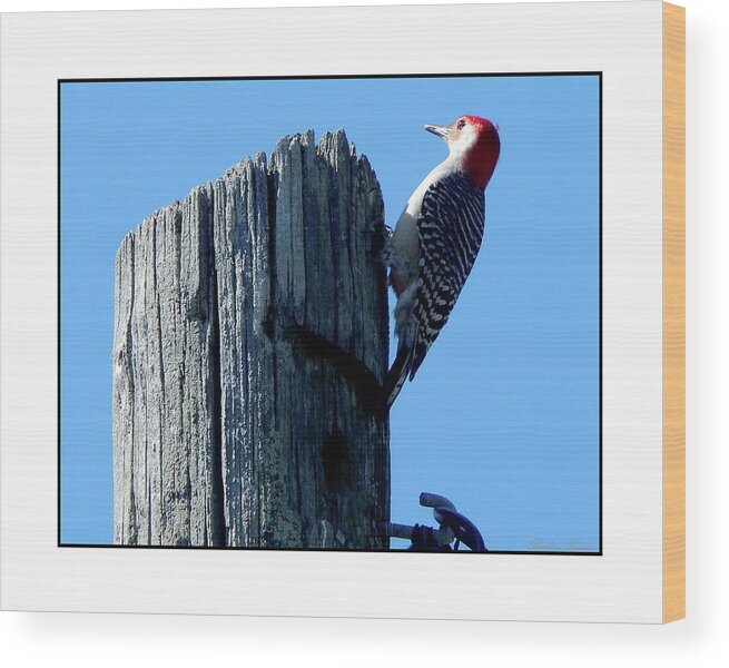Barbara Tristan Wood Print featuring the photograph #8668 Woodpecker #8668 by Barbara Tristan