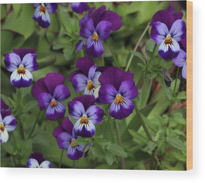Pansy Wood Print featuring the photograph A Cluster Of Pansies by Jeanette C Landstrom