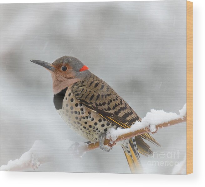 Northern Flicker Wood Print featuring the photograph A Flicker of Color by Amy Porter