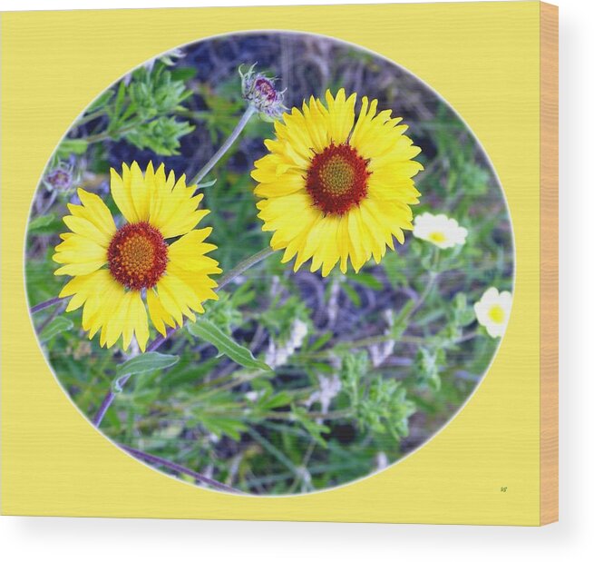 #wildbrown-eyedsusans Wood Print featuring the photograph A Pair Of Wild Susans by Will Borden