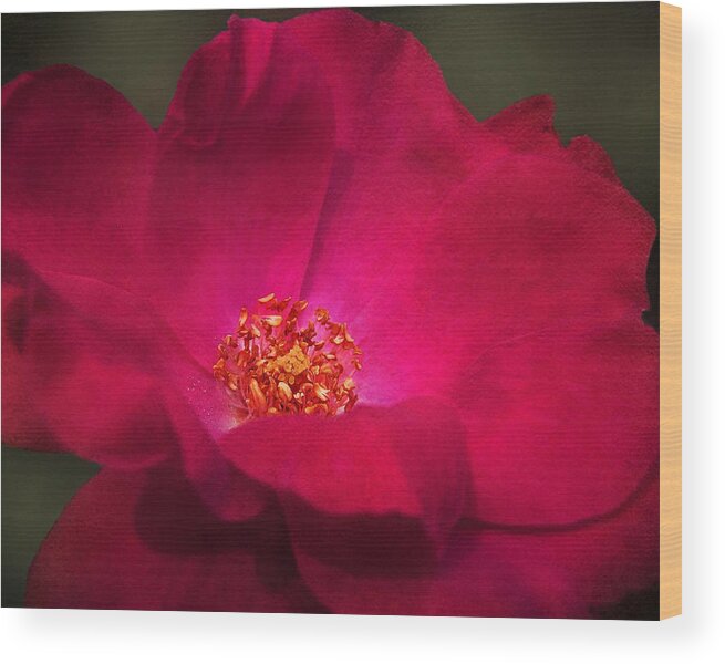 Red Rose Wood Print featuring the photograph A Rose For My Love by Kathi Mirto