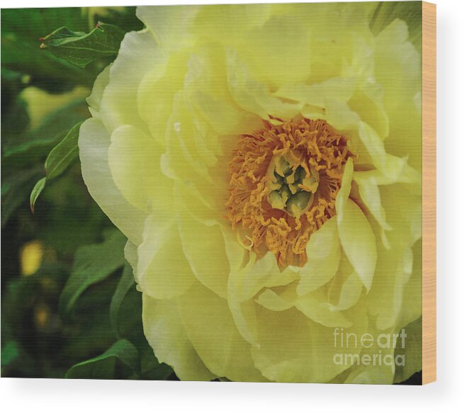 Yellow Wood Print featuring the photograph A Rose in Bloom by Debra Fedchin