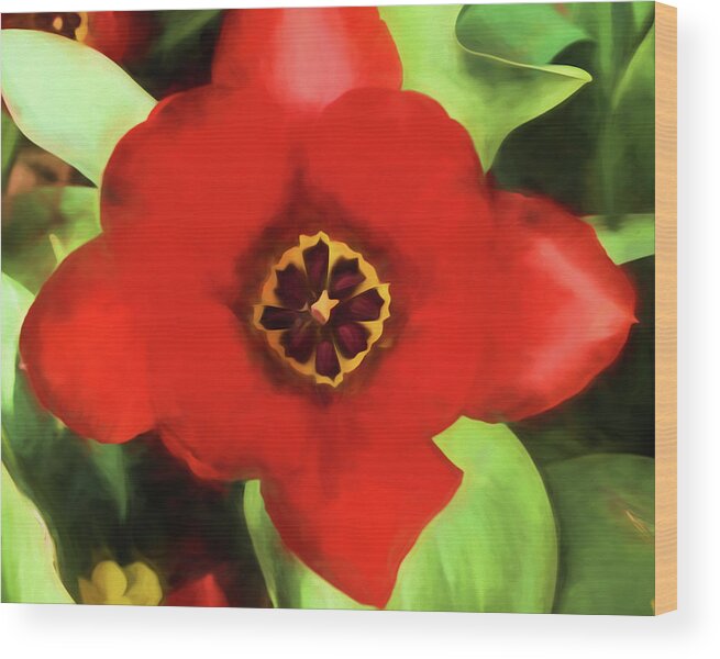 Flowers Wood Print featuring the photograph A Tulip by John Freidenberg