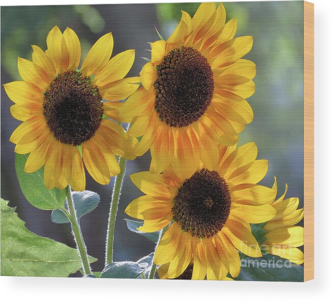 Sunflowers Wood Print featuring the photograph Adoration Loyalty and Longevity by Janice Drew