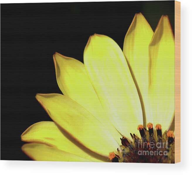 Flower Wood Print featuring the photograph African Daisy Osteospermum by Stephen Melia